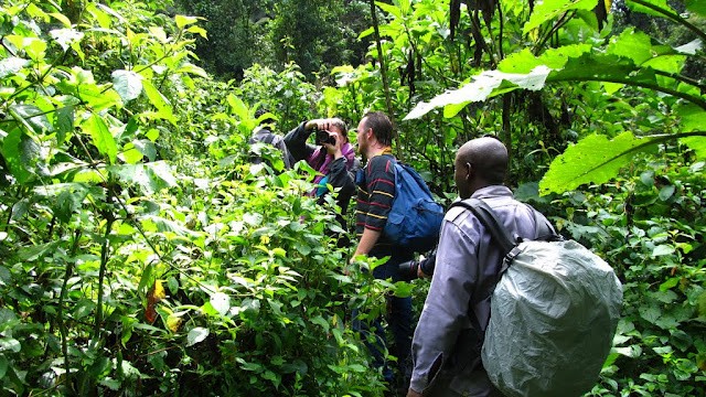 Uganda gorilla trekking safari experience 