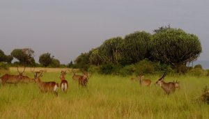 Bokora Corridor Wildlife Reserve Uganda