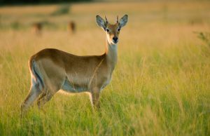 Ajai Game Reserve 