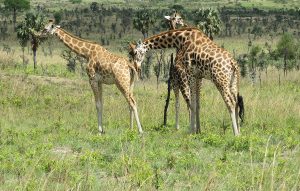 Pian Upe Wildlife Reserve