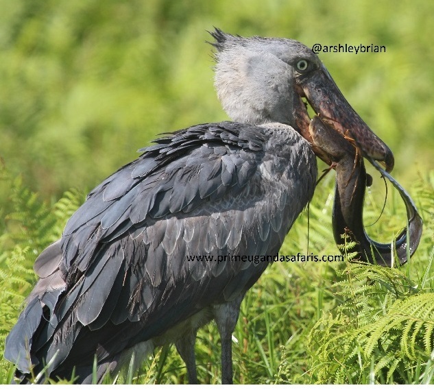 shoebill stork in Uganda