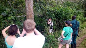 Chimpanzee trekking 