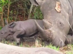 Another baby Rhino born at Ziwa Rhino Sanctuary -Uganda Safari News